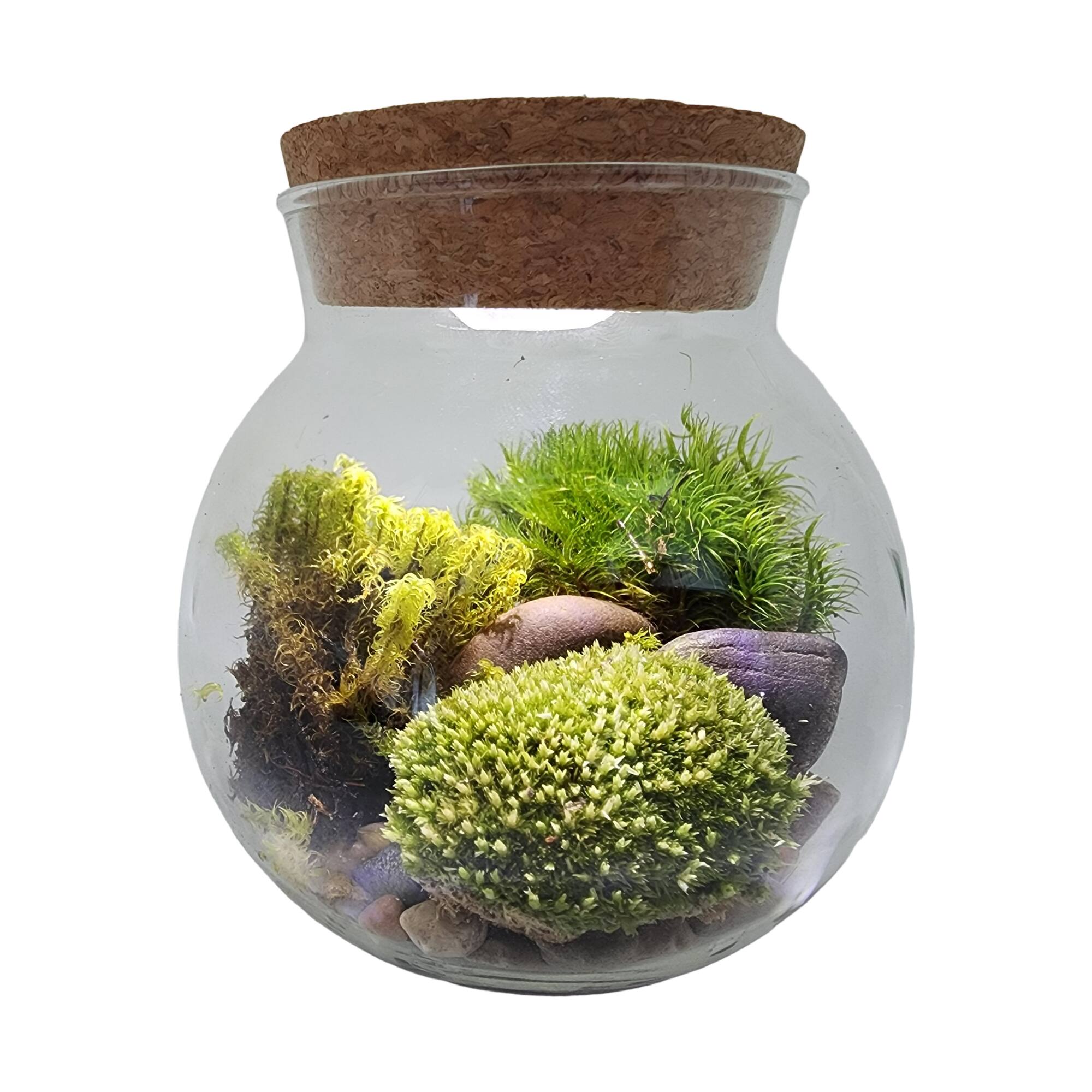 MossBowl - Grown Your Own Serene and Tranquil Oasis